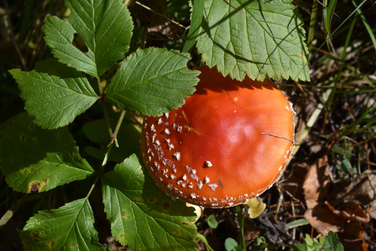 Nikon D3400 sample photo. Mushroom, fly agaric, fungus photography