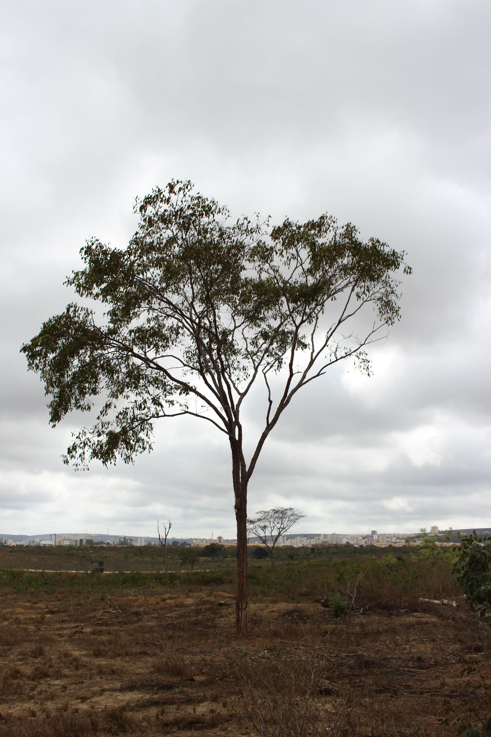 Canon EOS 700D (EOS Rebel T5i / EOS Kiss X7i) sample photo. Flying, air, nature photography