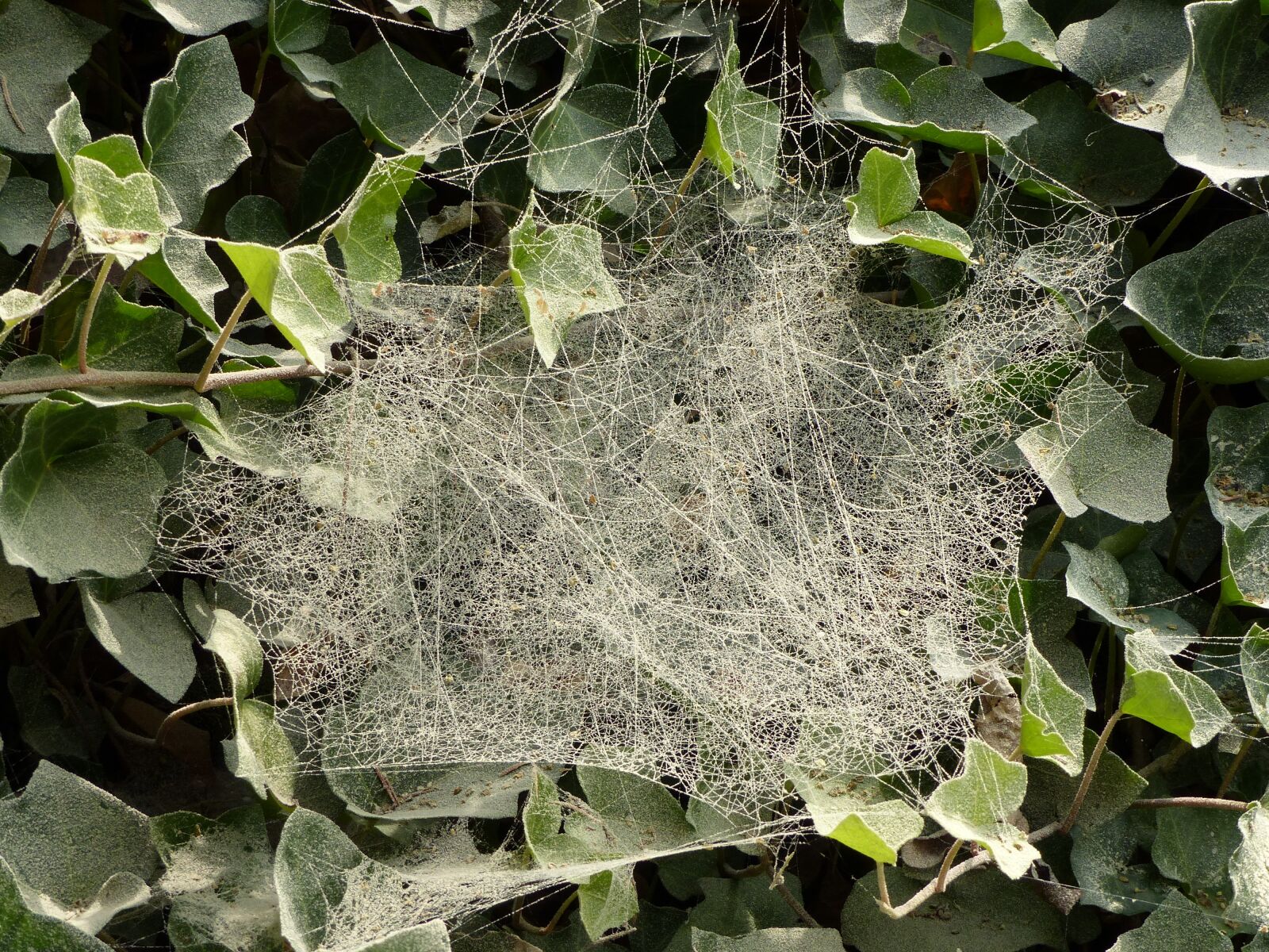 Panasonic Lumix DMC-FZ200 sample photo. Dust, cobwebs, ivy photography