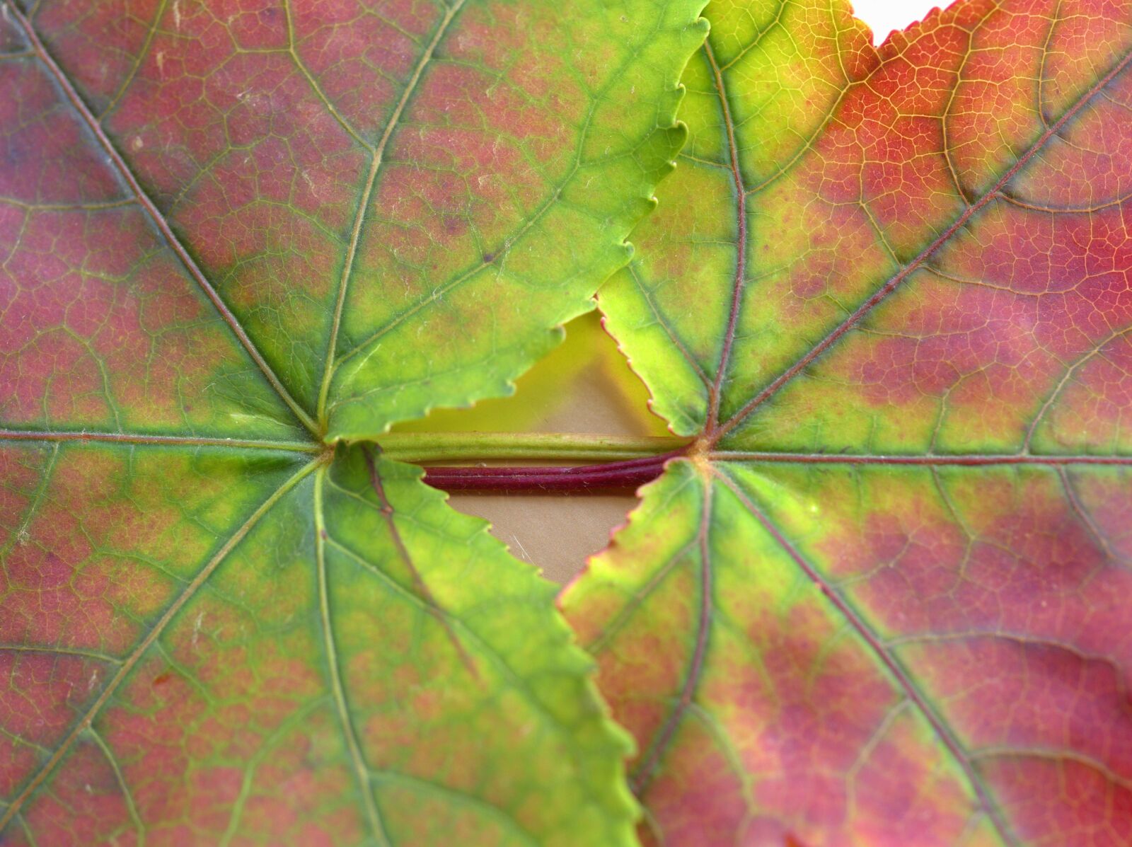 Olympus OM-D E-M5 II sample photo. Leaves, autumn, nature photography