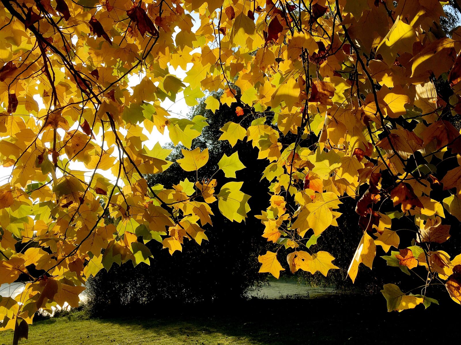 Apple iPhone 6s sample photo. Leaves, golden autumn, yellow photography