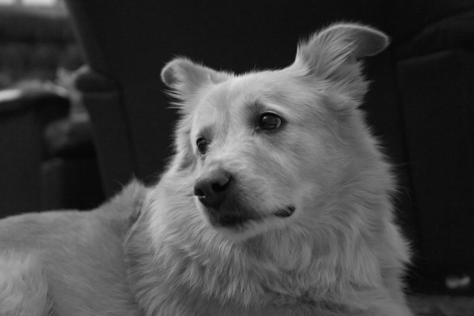Sony a7 + Sony FE 28-70mm F3.5-5.6 OSS sample photo. Pet, friendship, fur photography