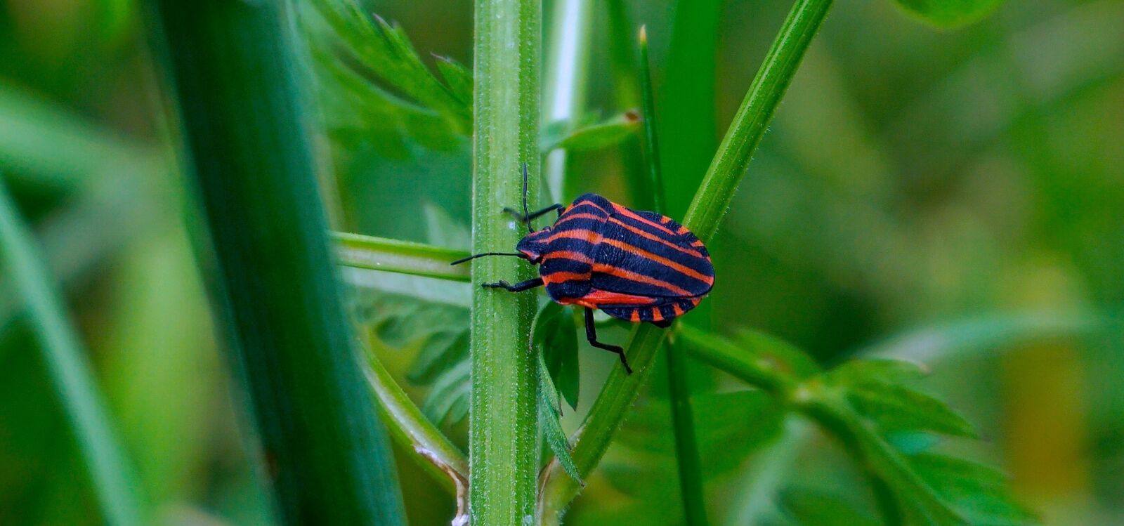 Sony a6000 sample photo. Insect, nature, bug photography