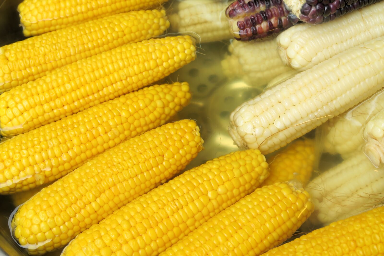 Canon PowerShot G7 X sample photo. Corn, vegetable photography