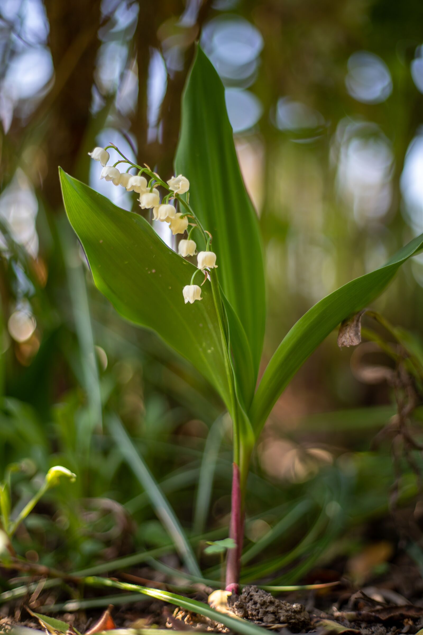 Canon EOS 6D Mark II sample photo. Thrush, flower, bells photography