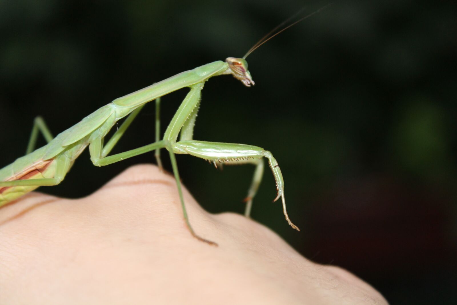 Canon EOS 1100D (EOS Rebel T3 / EOS Kiss X50) sample photo. Mantis, garden, insect photography