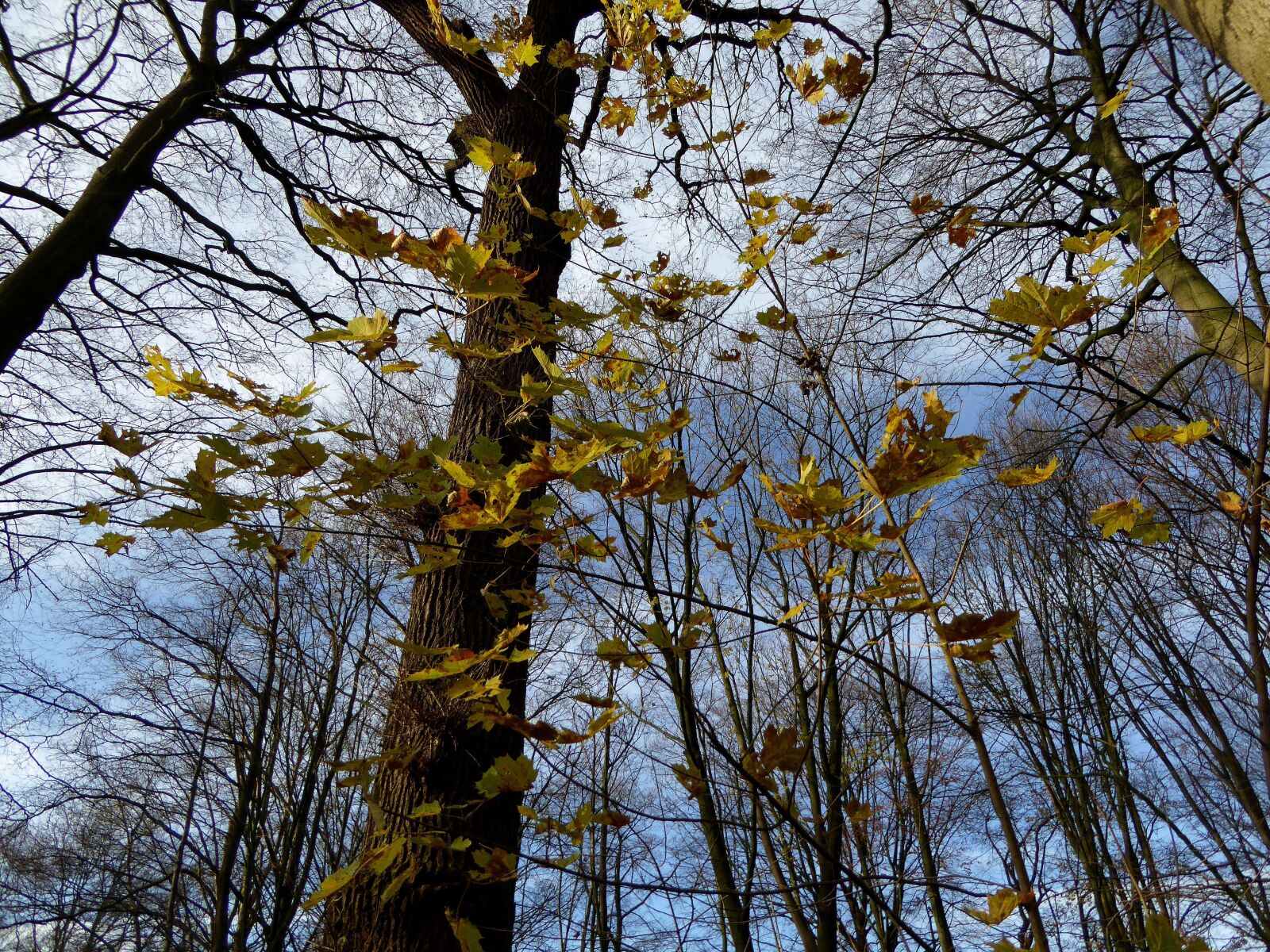 Panasonic DMC-TZ61 sample photo. Trees, autumn, sun photography