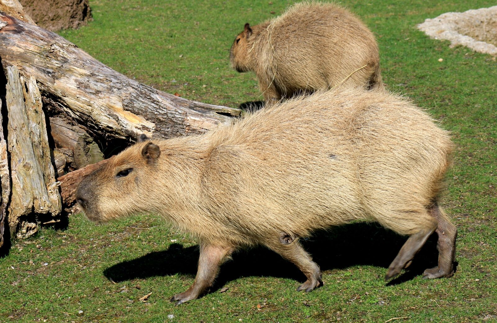 Canon EF 75-300mm f/4-5.6 sample photo. Capybara, rodent, zoo photography