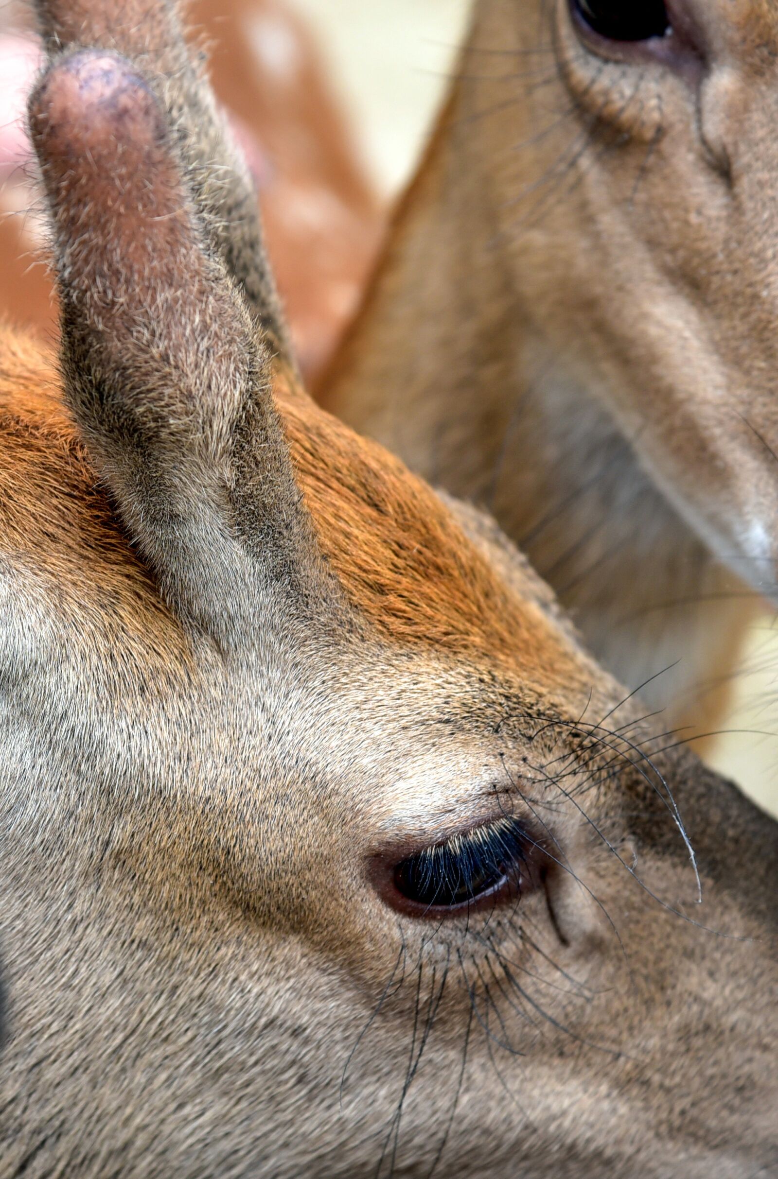 Nikon D750 sample photo. Deer, wildlife, eye photography
