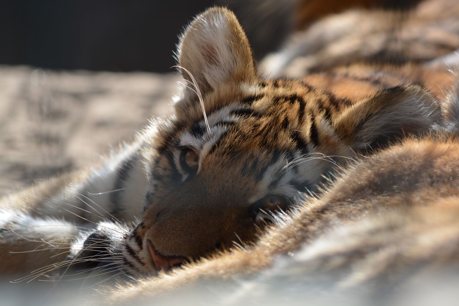 Nikon D5200 sample photo. Tiger, nature, animal world photography