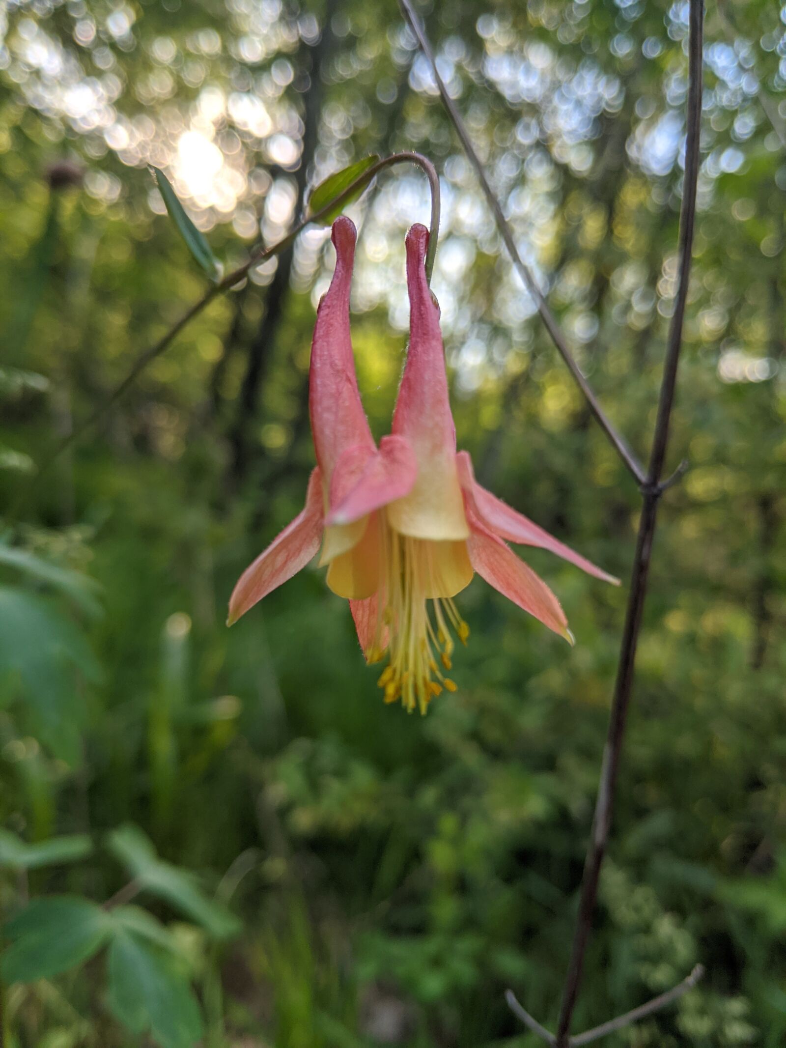 Google Pixel 2 sample photo. Columbine, wildflower, blossom photography