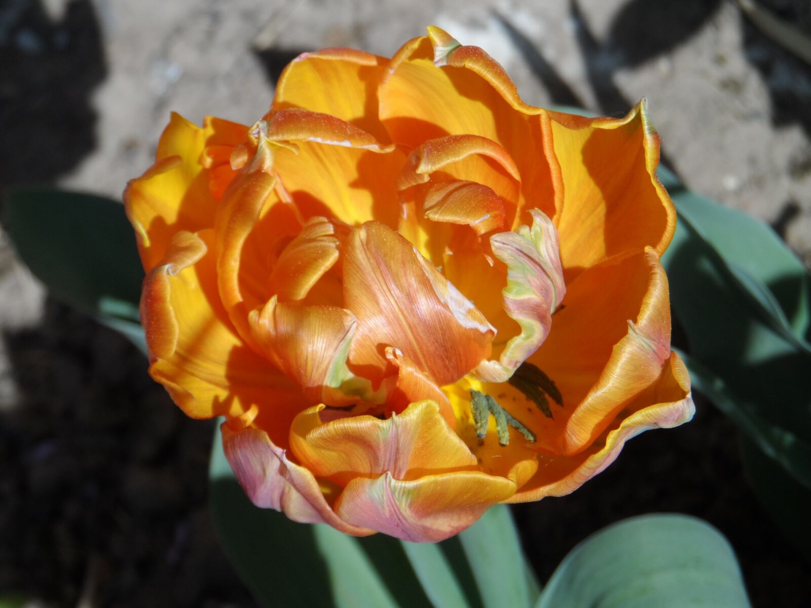 Samsung WB150 / WB150F / WB152 / WB152F / WB151 sample photo. Parrot tulip, tulip, filled photography