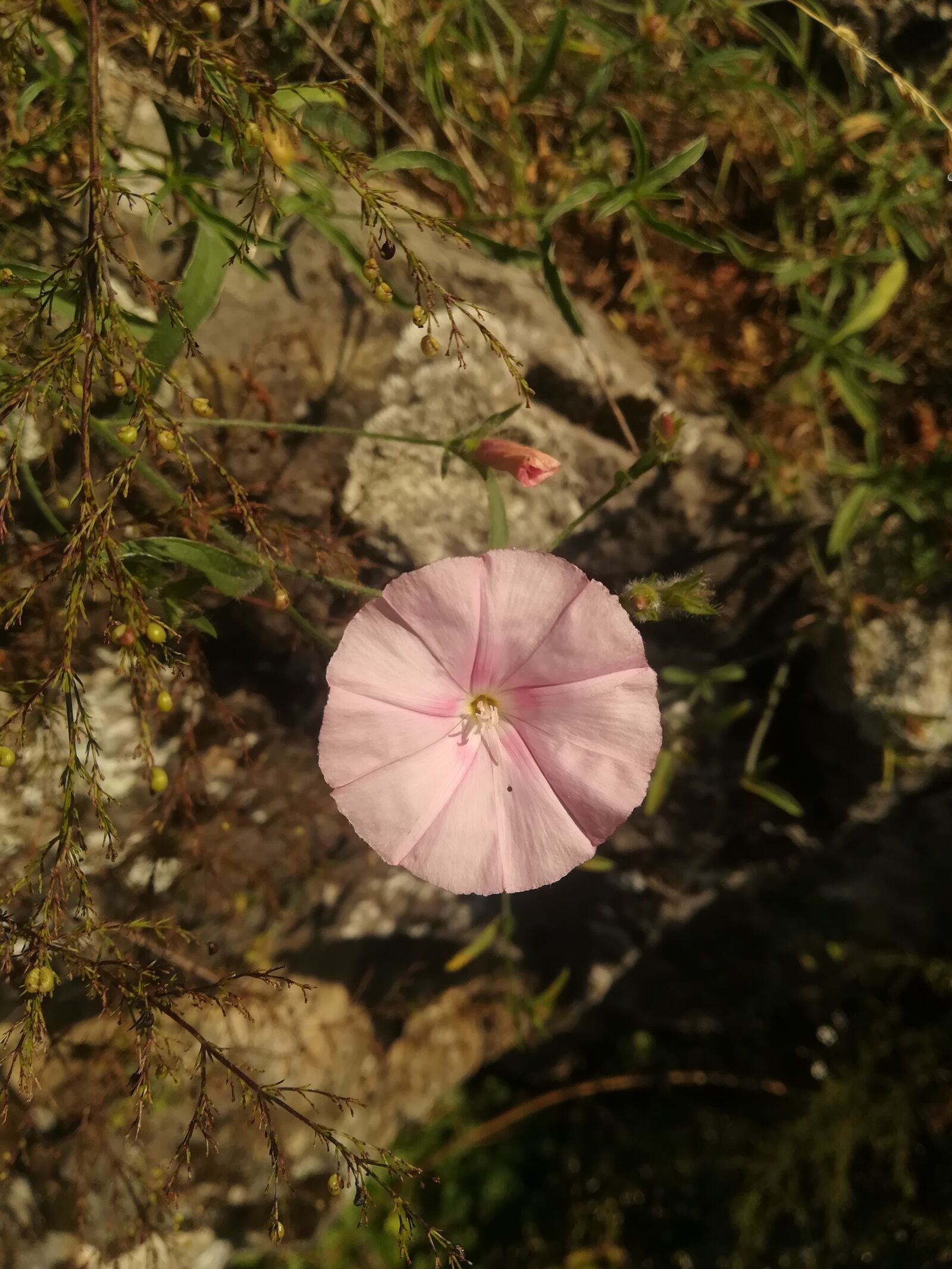 HUAWEI P10 lite sample photo. Flower, pink, nature photography