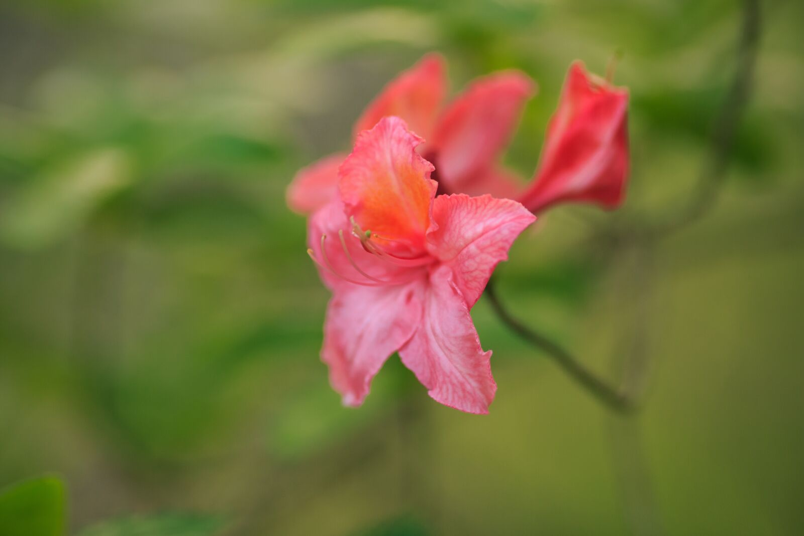 Canon EOS 5D Mark III + Canon EF 135mm F2L USM sample photo. Rhododendron, azalea, botany photography