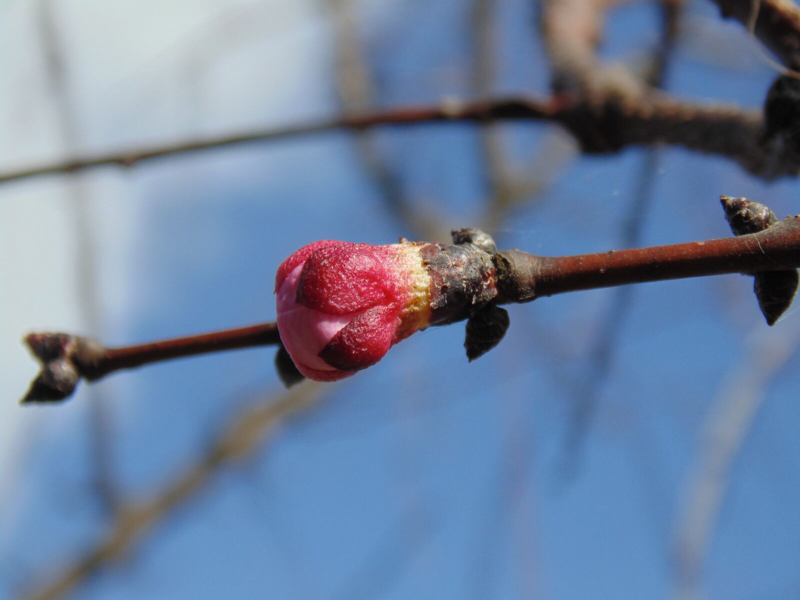 Sony Cyber-shot DSC-H200 sample photo. Flowers, spring, branches photography