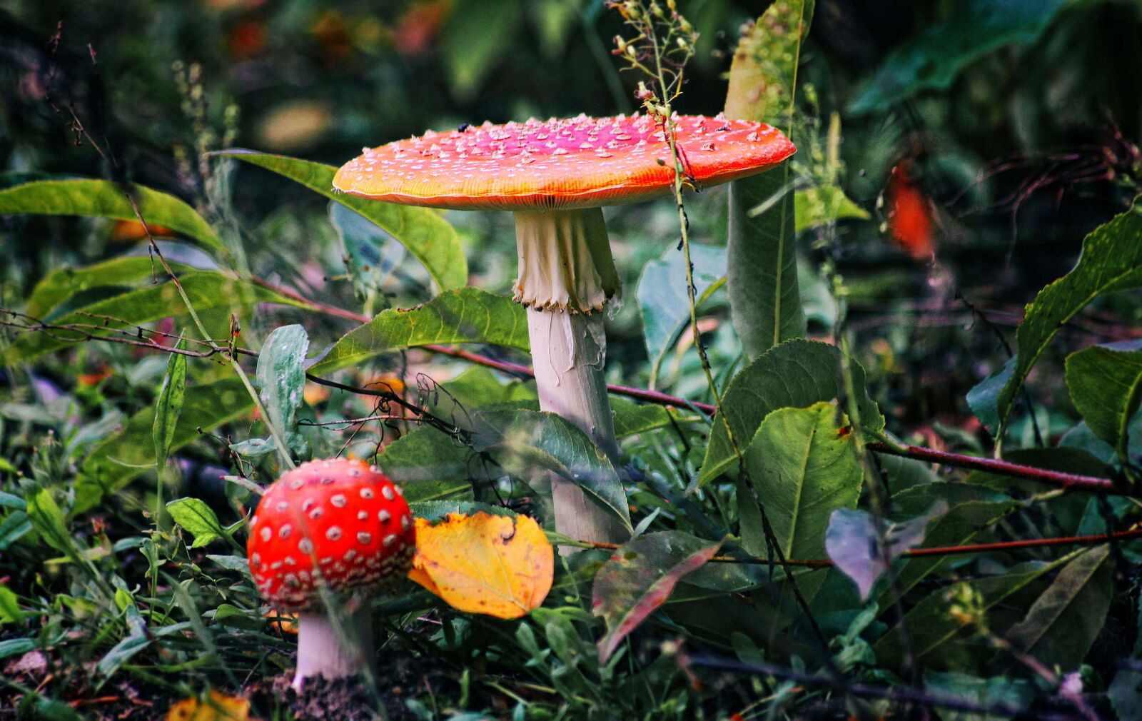 Canon EOS 50D sample photo. Mushrooms, amanita, fly agaric photography