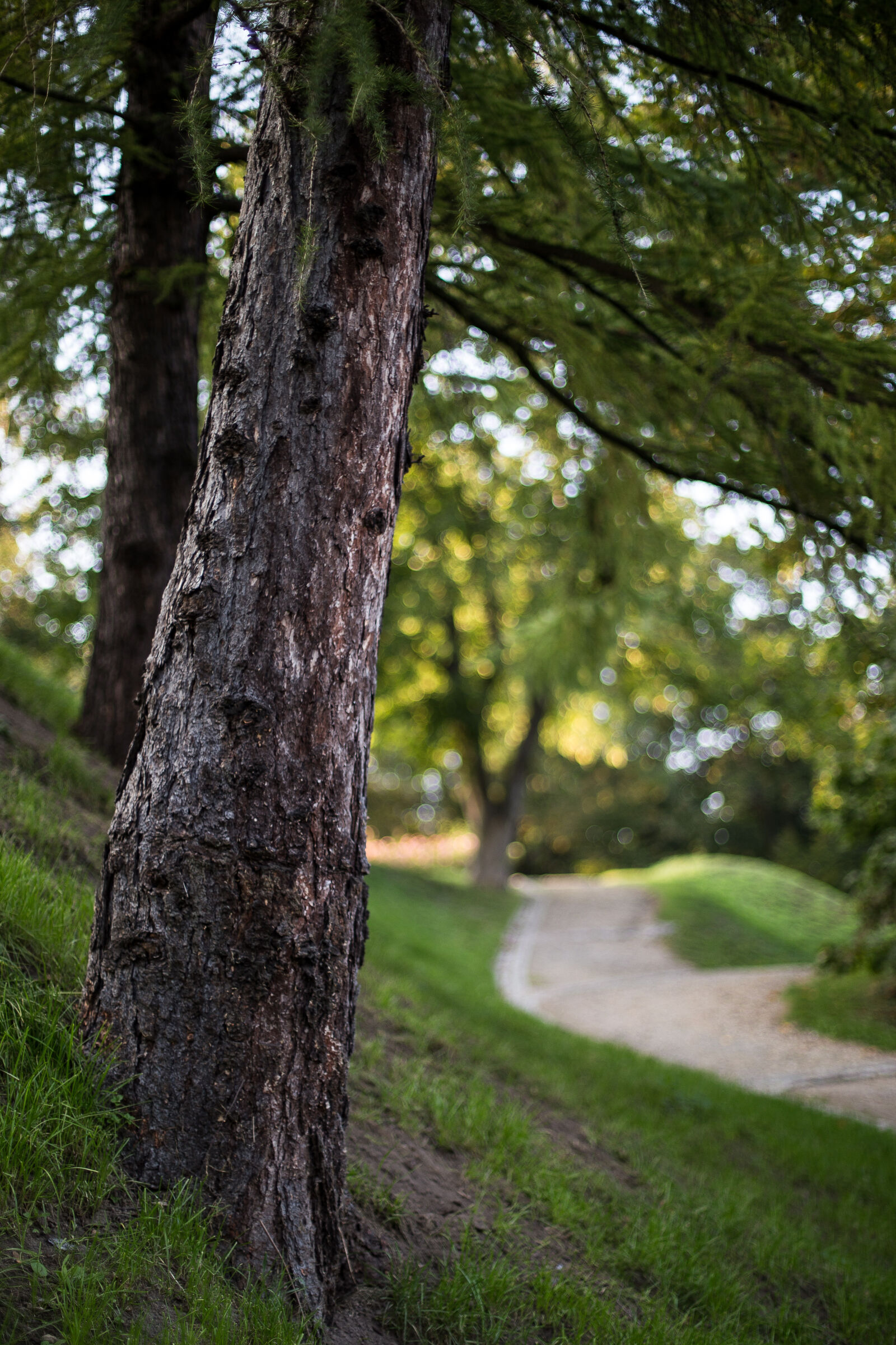 Canon EOS 6D + Canon EF 50mm F1.4 USM sample photo. Grass, green, nature, park photography