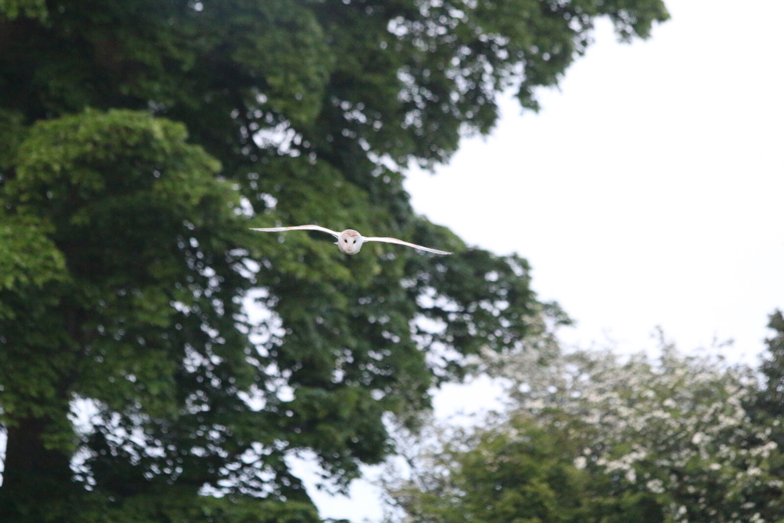 Canon EF 70-300mm F4-5.6 IS USM sample photo. Owl, lancashire, bird photography