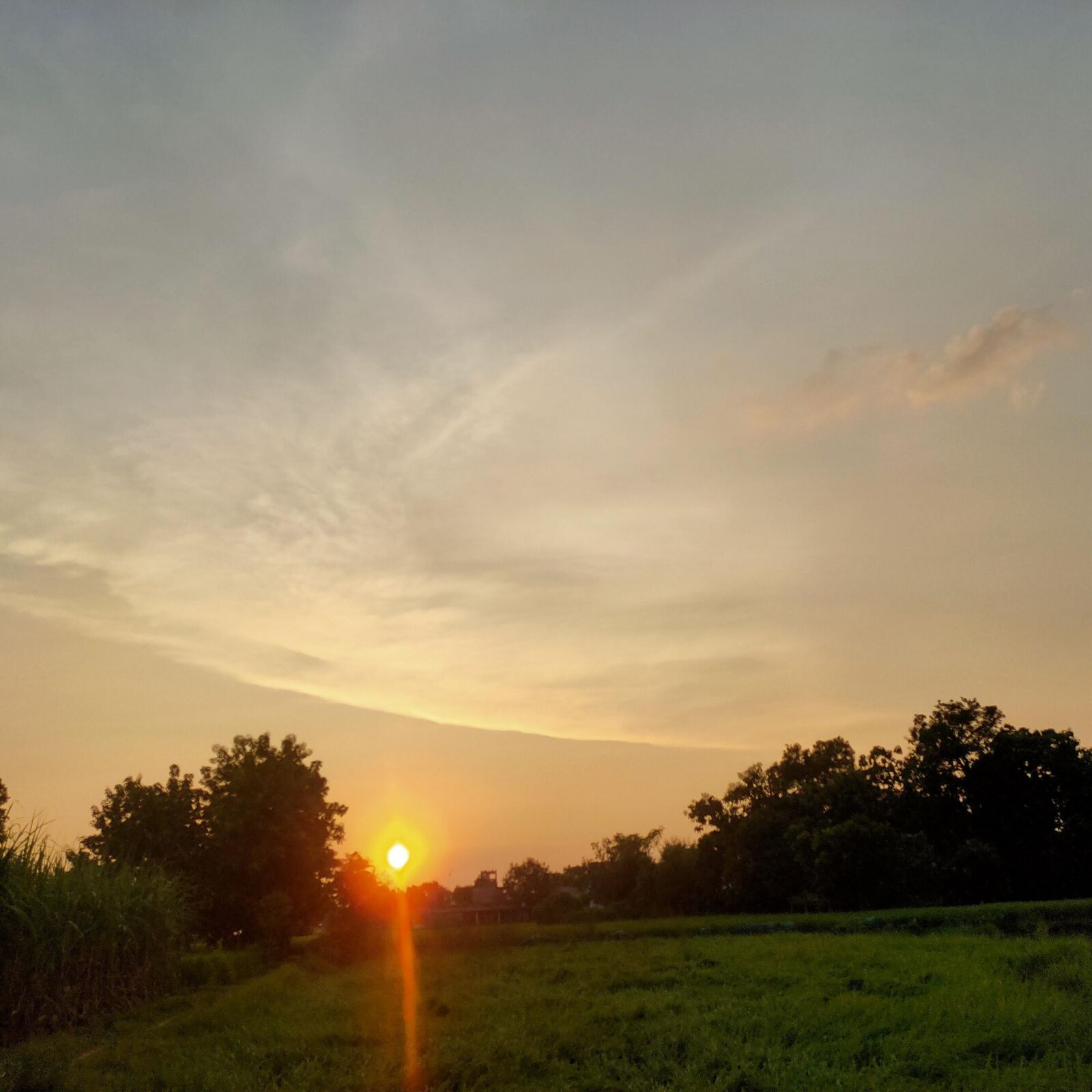Realme 5 PRO sample photo. Grass, sunset, tree photography