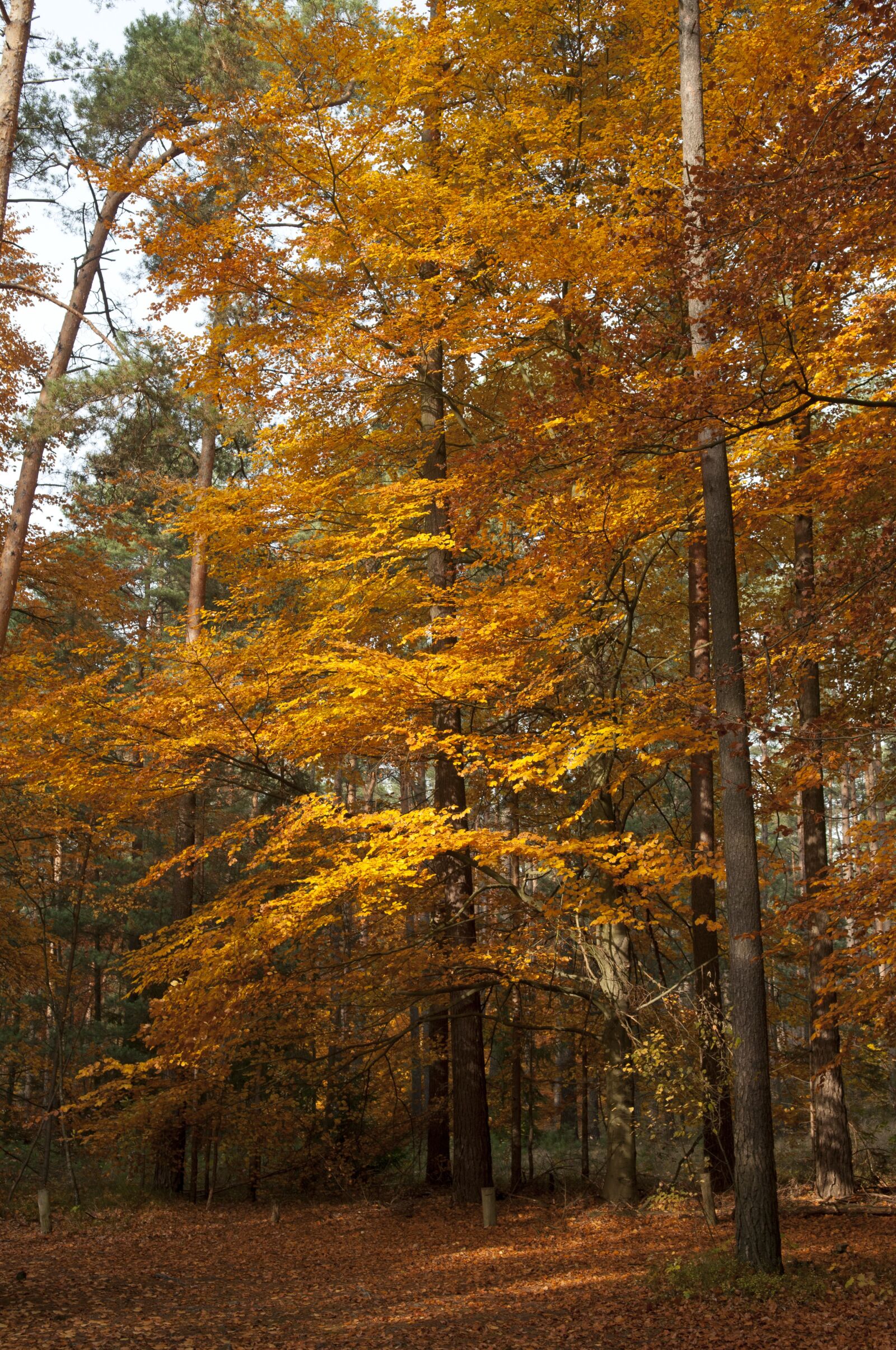 Nikon D300 sample photo. Uckermark, forest, autumn photography