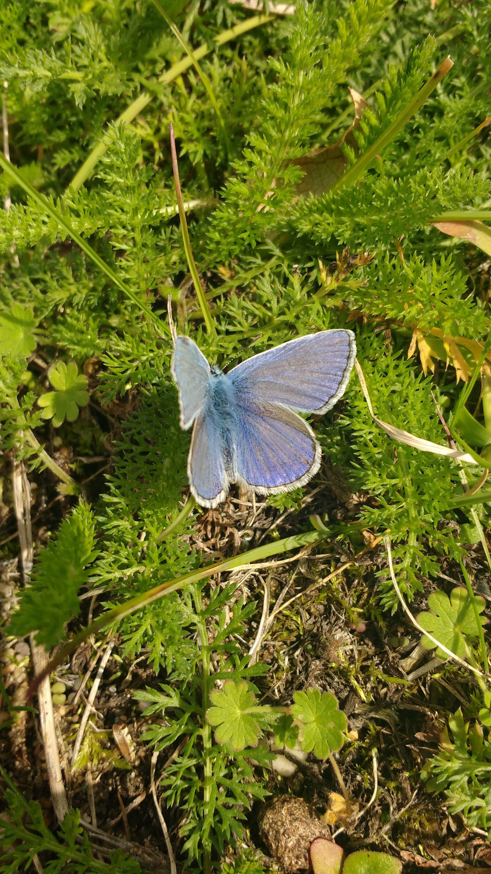 Motorola MotoG3 sample photo. Butterfly, common, blue, nature photography