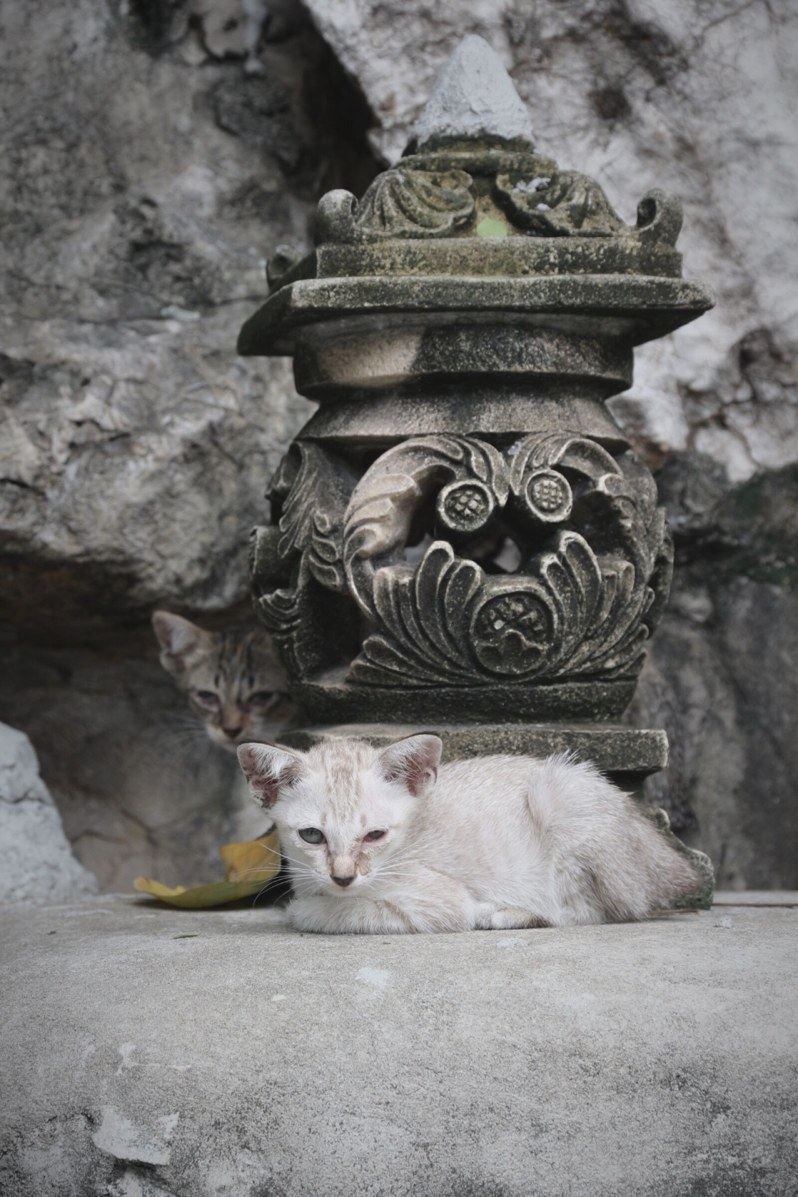 Canon EOS 650D (EOS Rebel T4i / EOS Kiss X6i) sample photo. Cat, kitten, statue photography