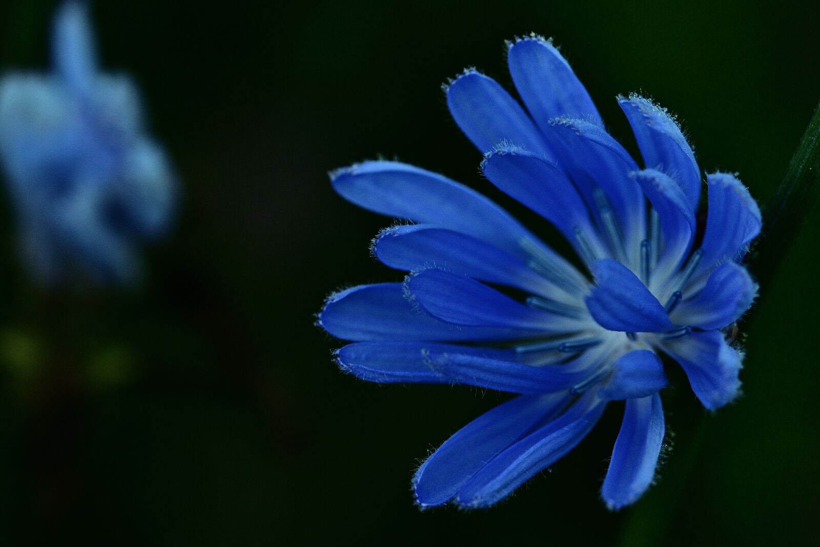 Nikon D5200 sample photo. Meadow, blossom, bloom photography