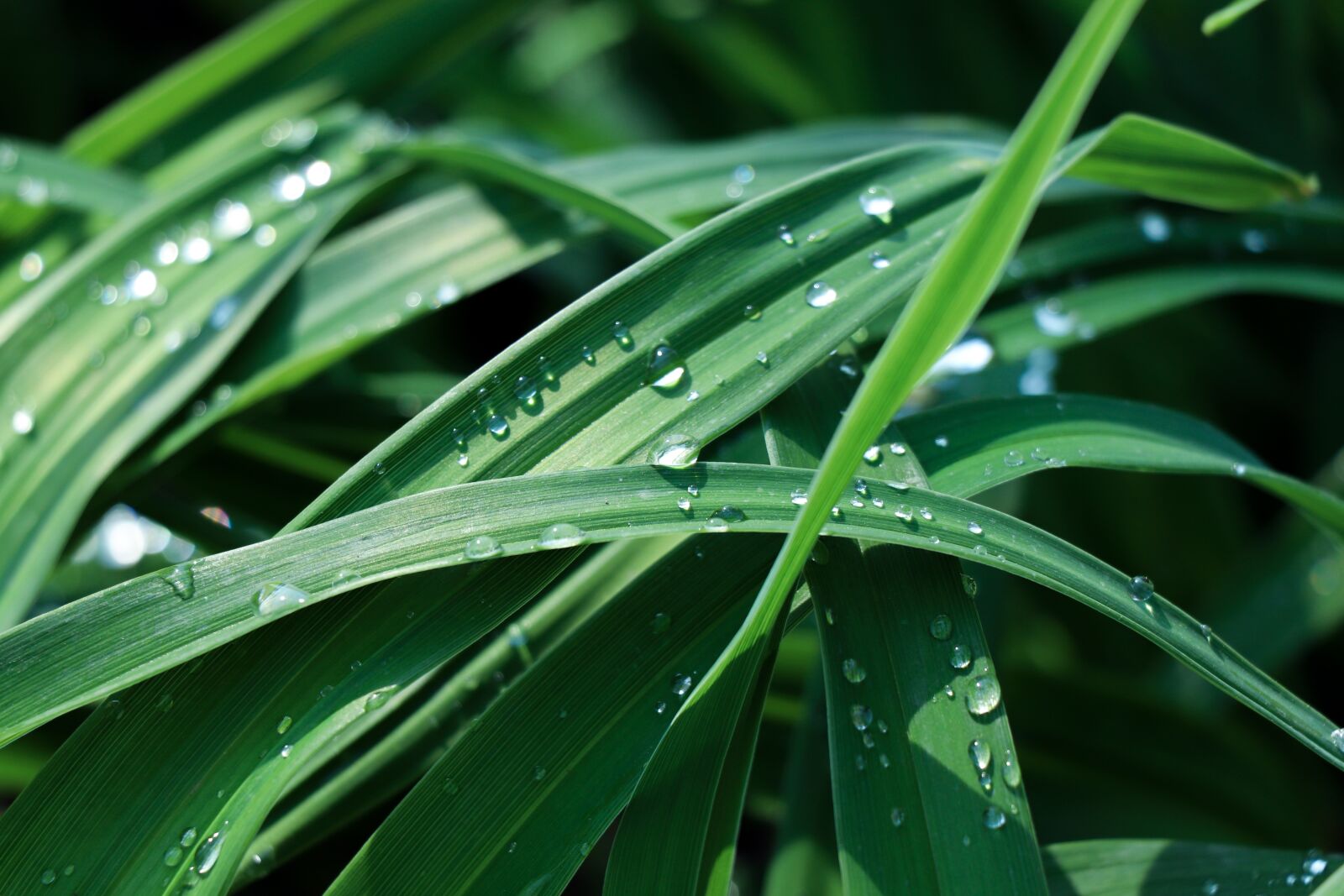 Canon EF-S 18-135mm F3.5-5.6 IS USM sample photo. Grass, dew, summer photography