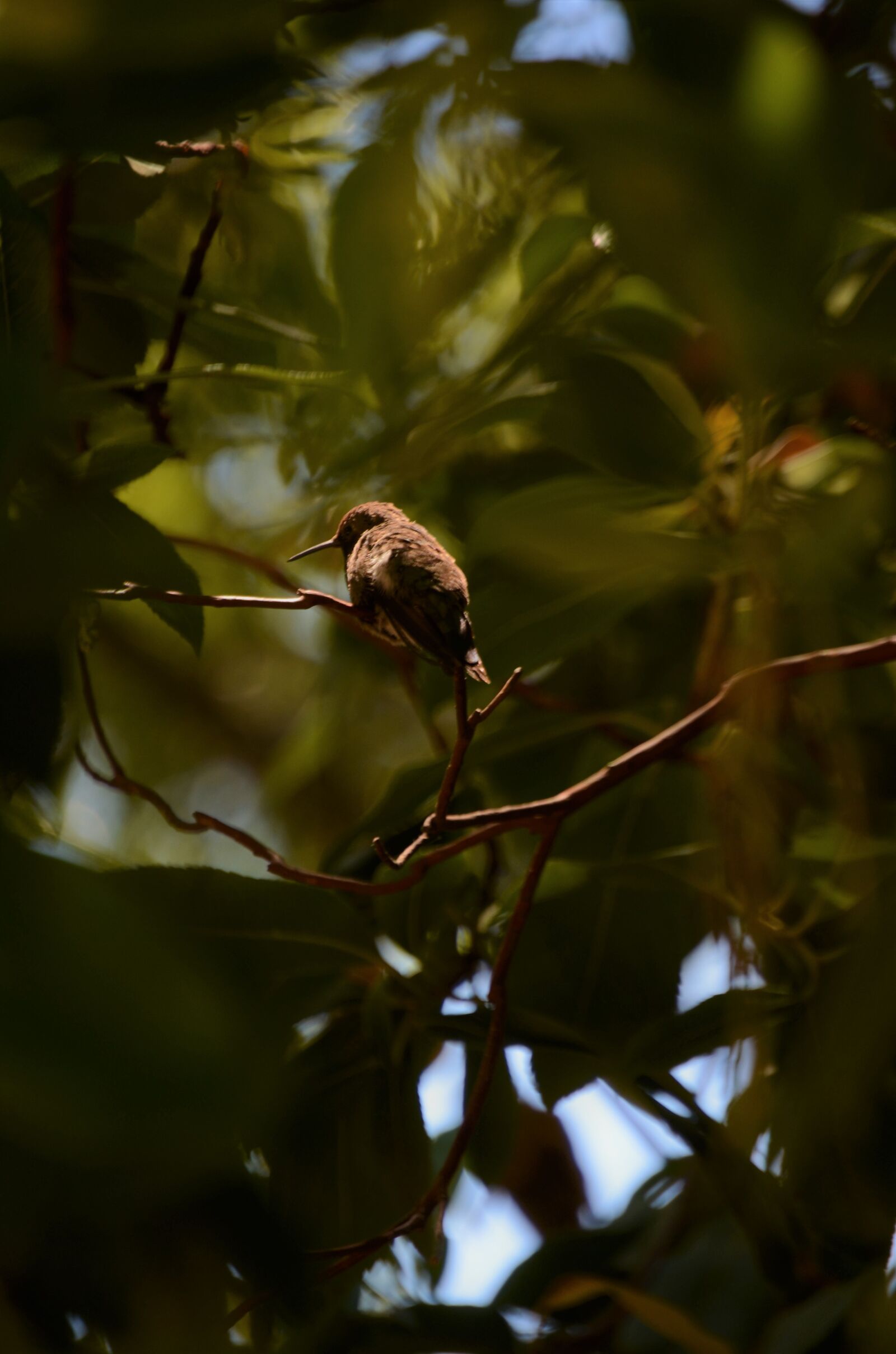 Nikon D7000 sample photo. Hummingbird, tree, leaves photography