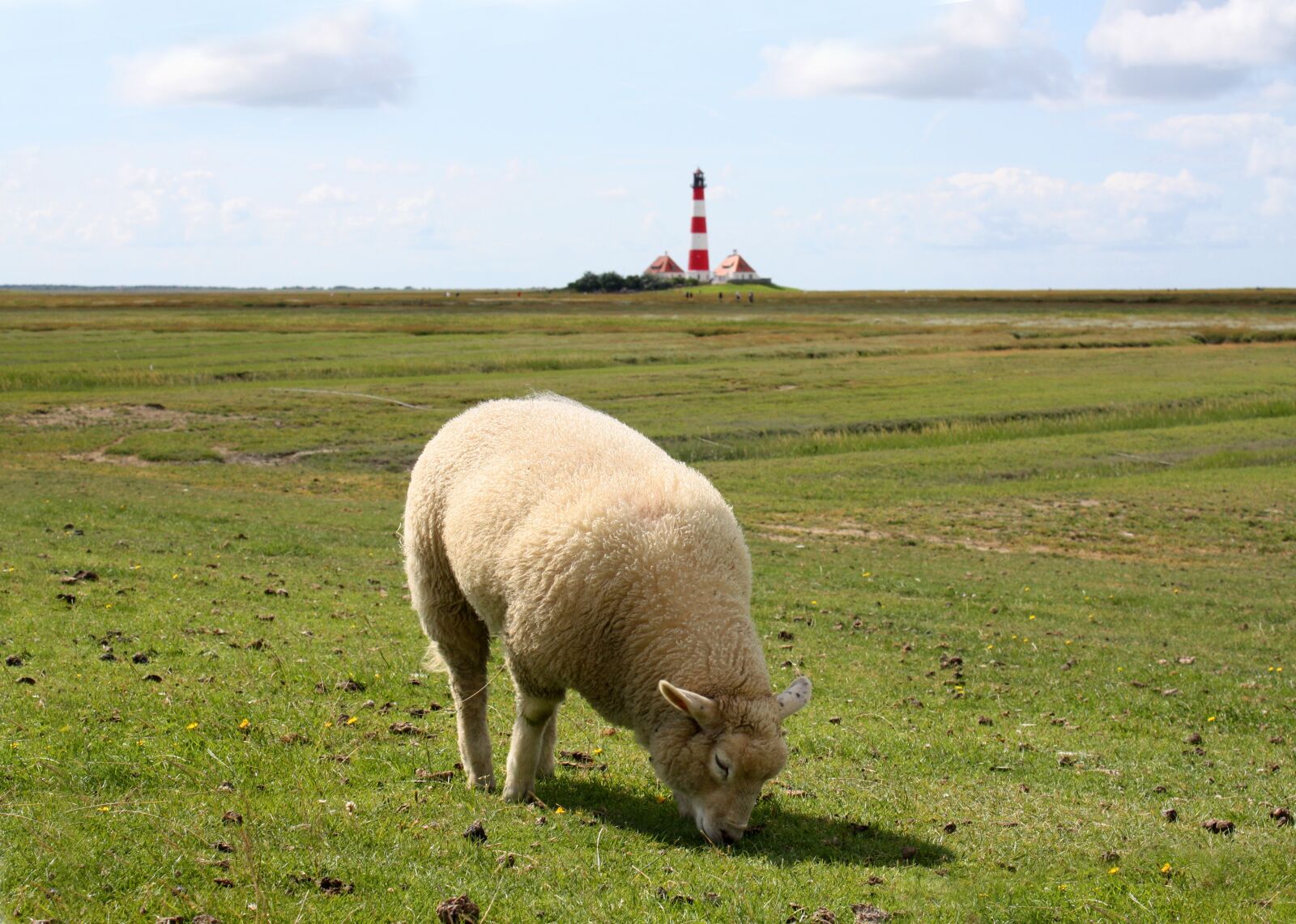Canon EOS 450D (EOS Rebel XSi / EOS Kiss X2) sample photo. Sheep, meadow, lighthouse photography