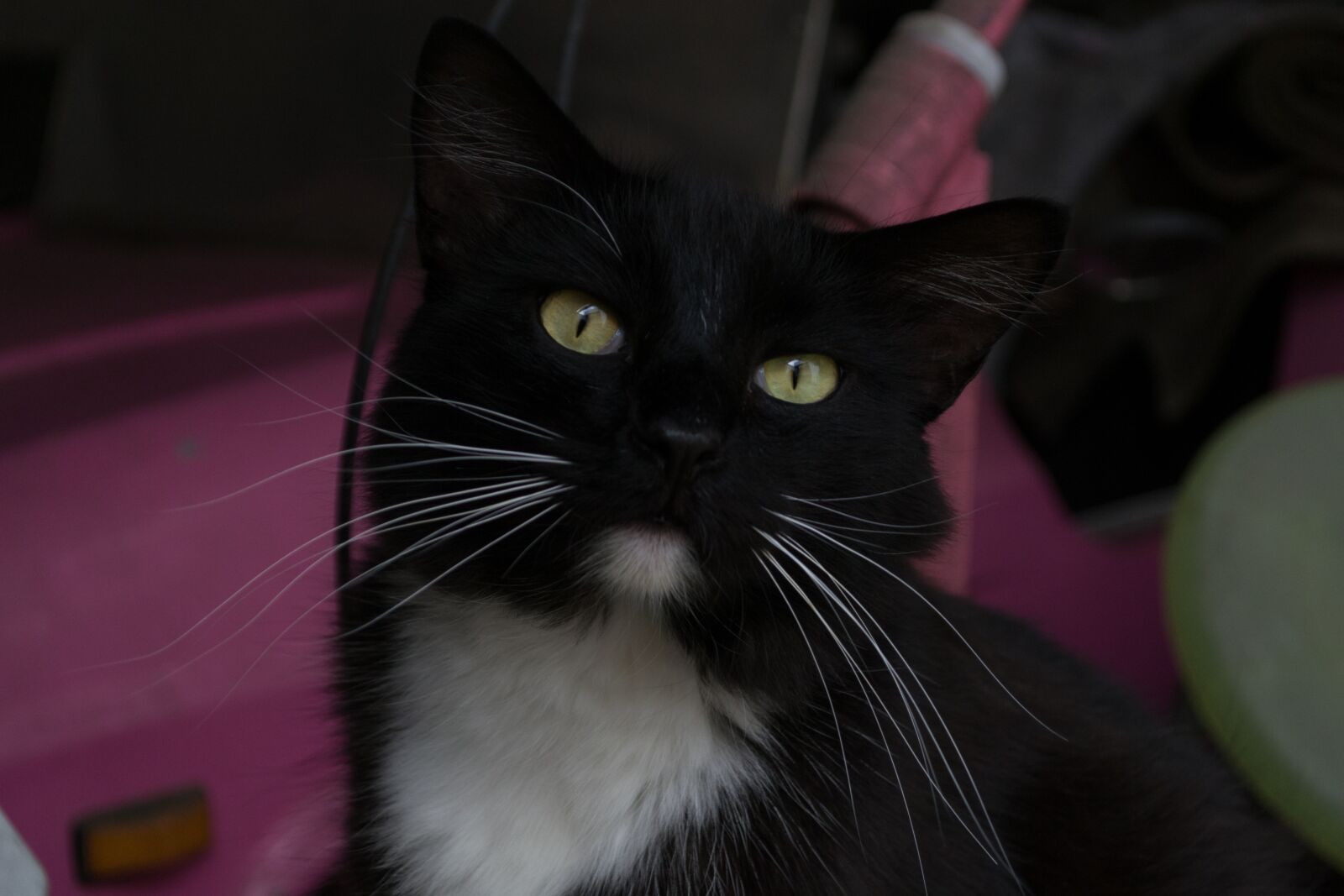 Nikon D3100 sample photo. Cat, feline, pet photography