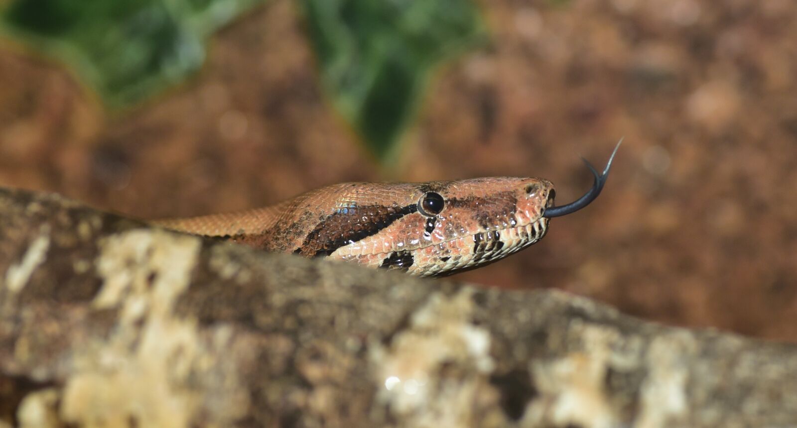 Nikon D750 sample photo. Emperor snake, boa, snake photography