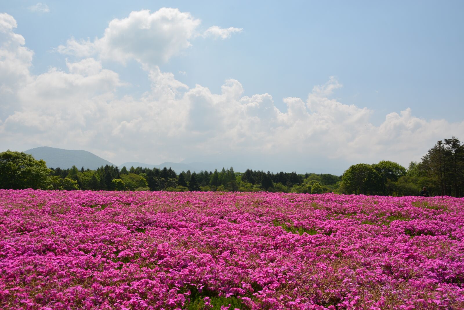 Nikon D7100 sample photo. Flower, pink, field photography