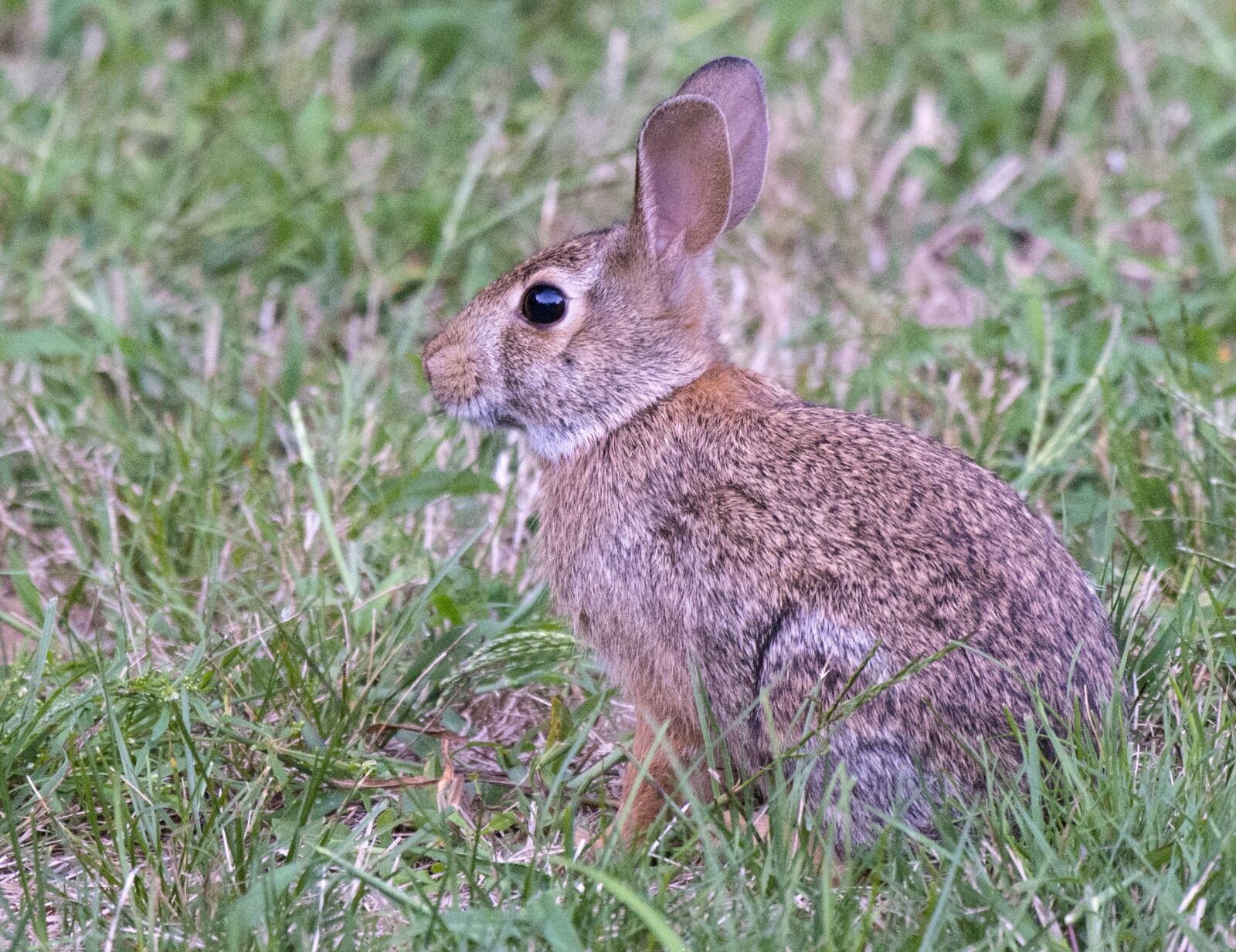 Nikon D5200 sample photo. Bunny, easter, cottontail photography