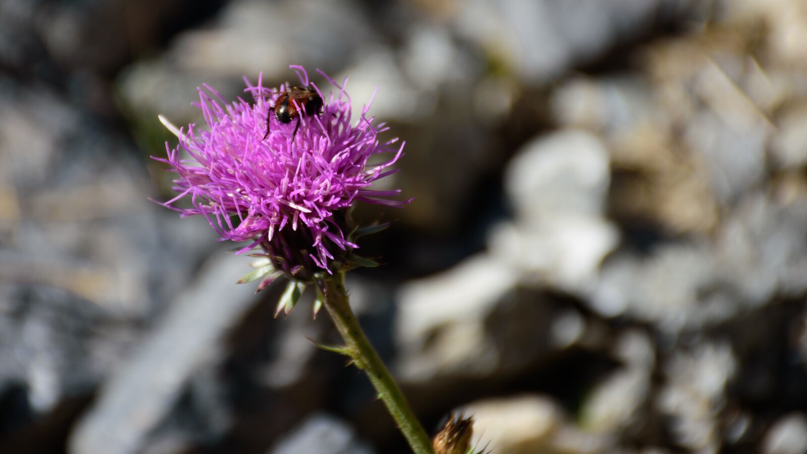 Nikon D5500 sample photo. Macro, close up, flower photography