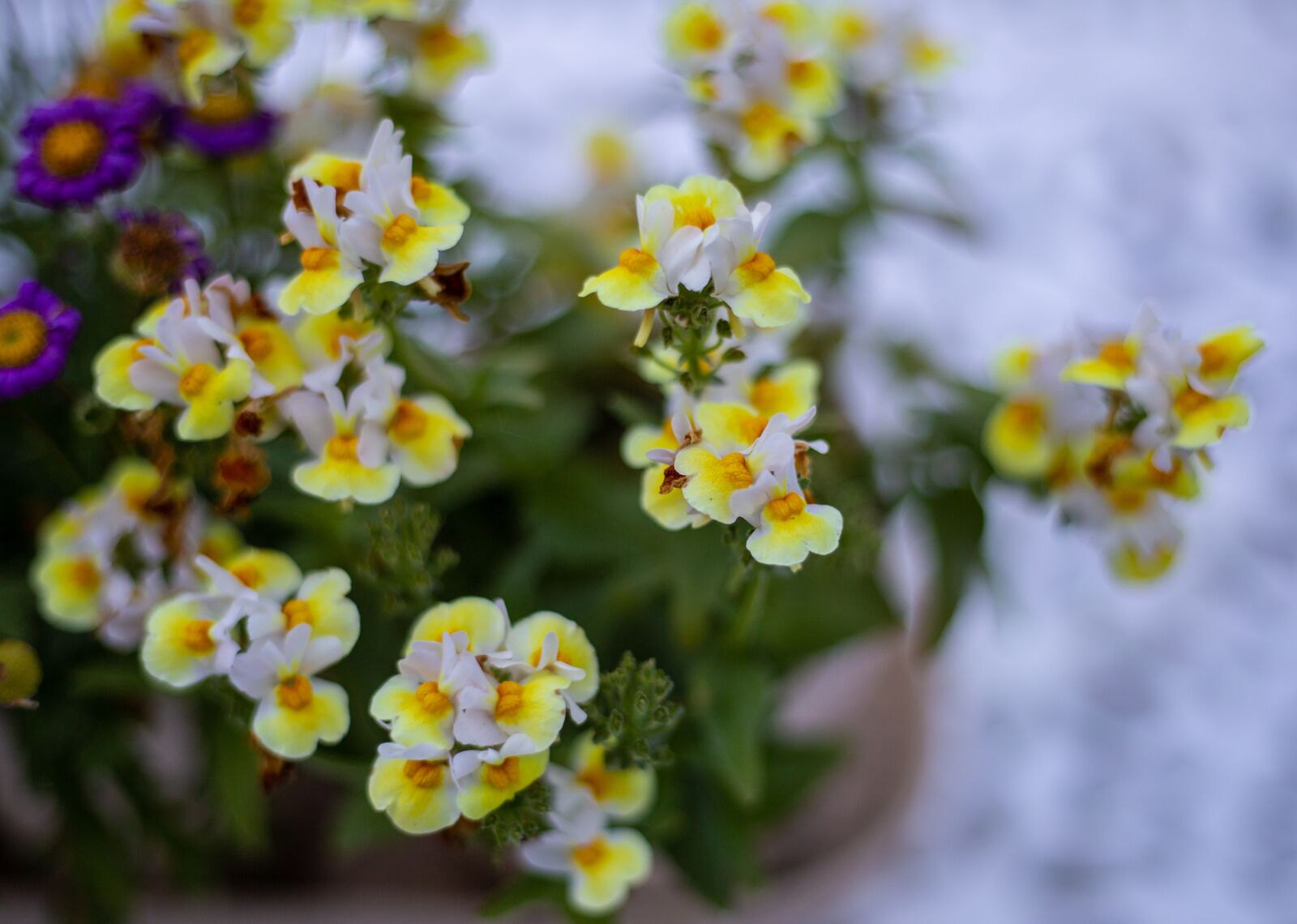 Canon EOS 5D Mark III + Canon EF 50mm F1.8 STM sample photo. Small garden flowers, yellow photography