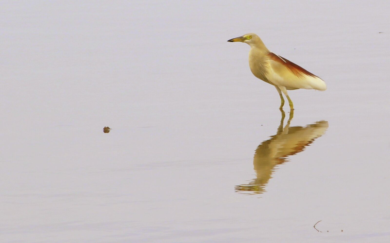 Canon EF-S 55-250mm F4-5.6 IS II sample photo. Bird, nature, tropical photography