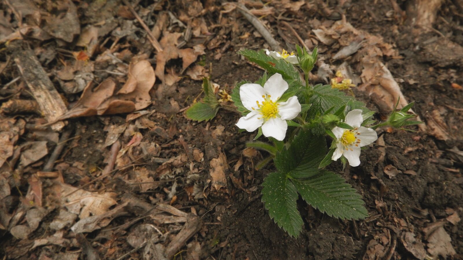 Nikon Coolpix P610 sample photo. Strawberry, fragaria, wild strawberry photography