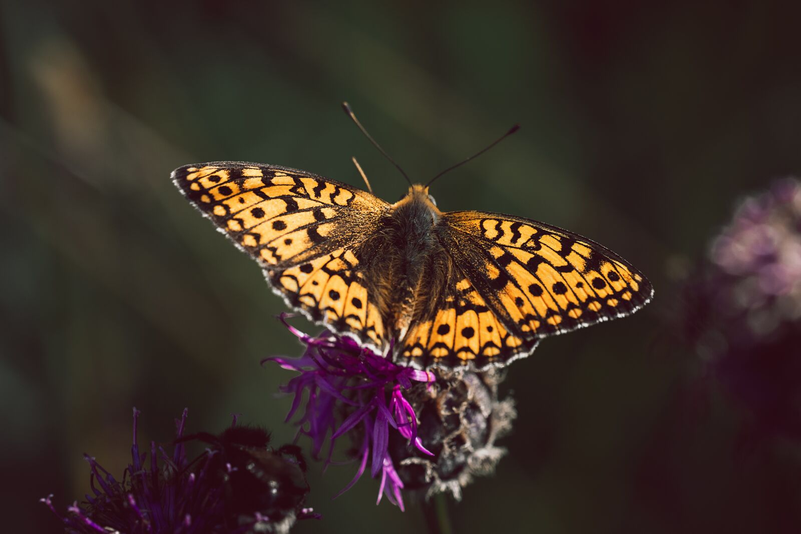 Nikon D7100 sample photo. Butterfly, fritillary, edelfalter photography