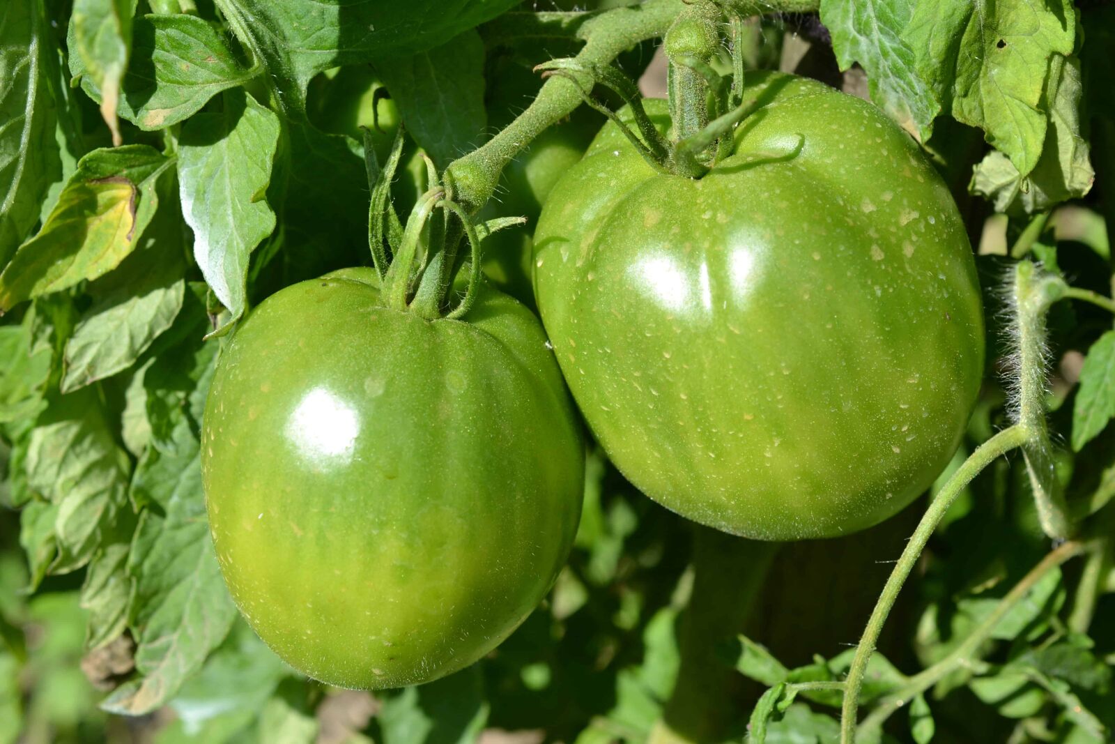 Nikon AF-S DX Micro Nikkor 40mm F2.8 sample photo. Green tomato, food, leaf photography