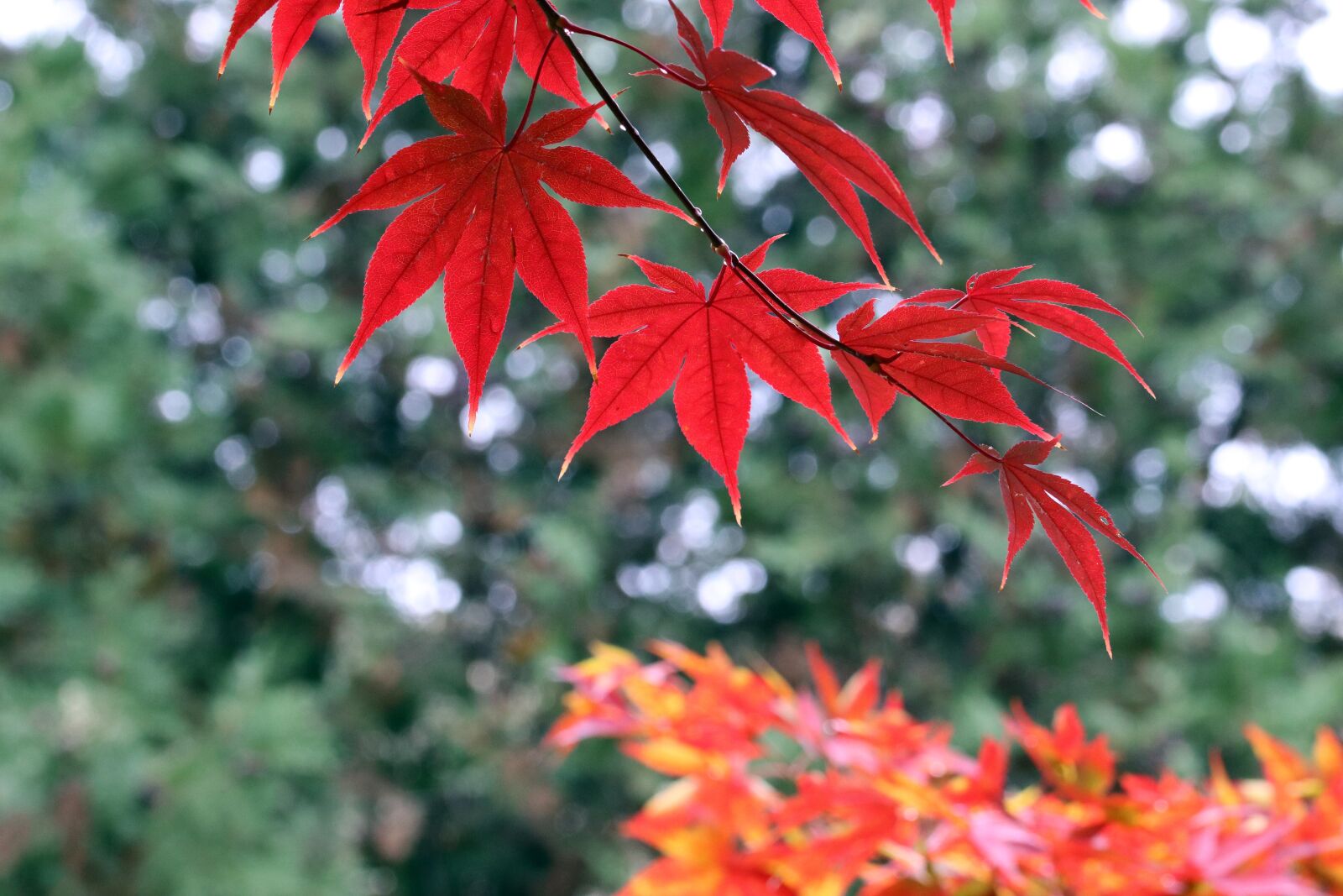 Canon EOS 800D (EOS Rebel T7i / EOS Kiss X9i) sample photo. Autumn, autumn leaves, colorful photography