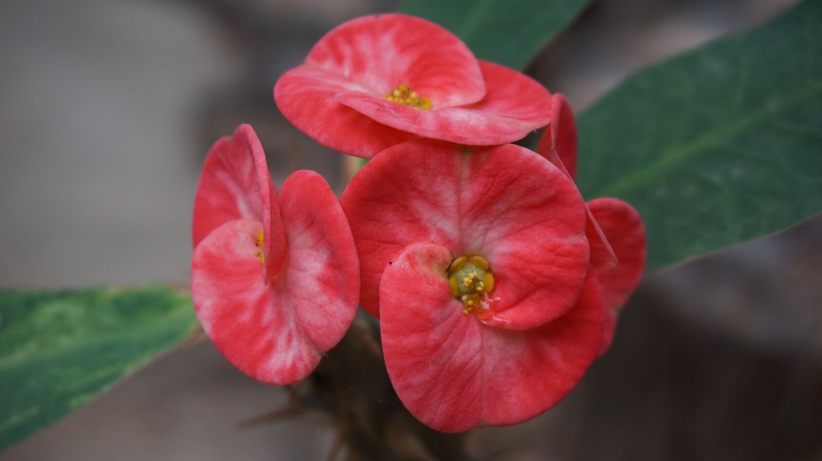 Sony a6000 sample photo. Eight immortals, flowers, red photography
