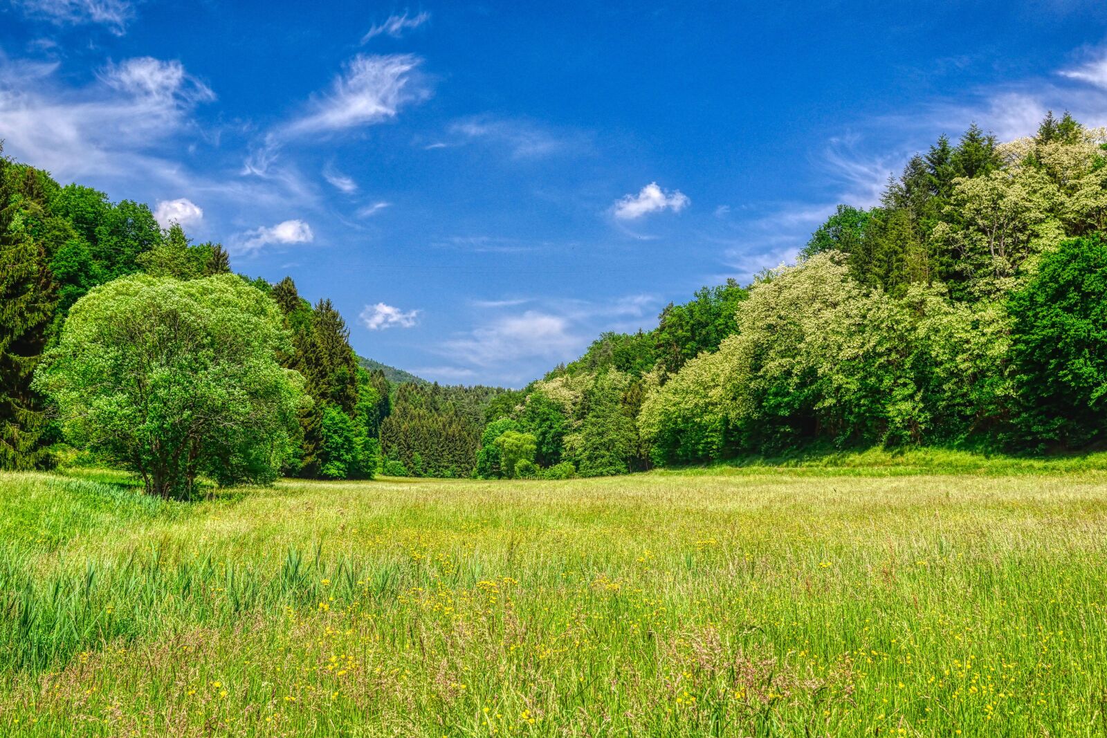Nikon D5300 sample photo. Front weidenthal has, forests photography