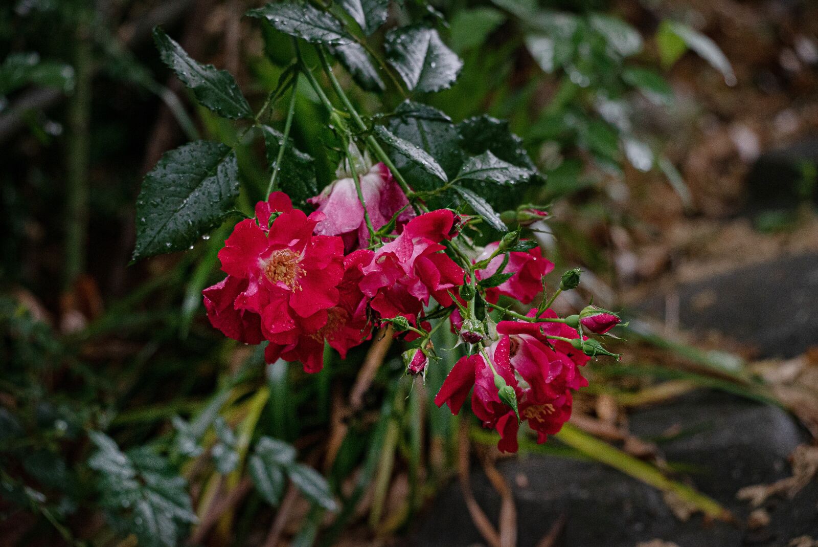 Sony a7S II sample photo. Rain, rose, red photography