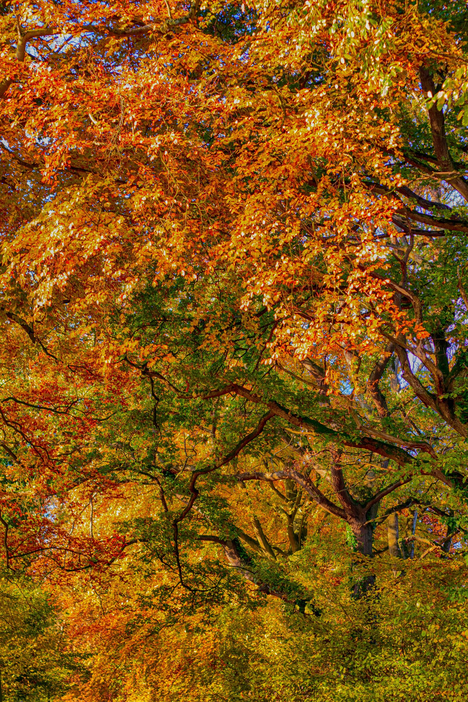 Canon EF 50mm F1.8 II sample photo. Fall, leaf, color photography