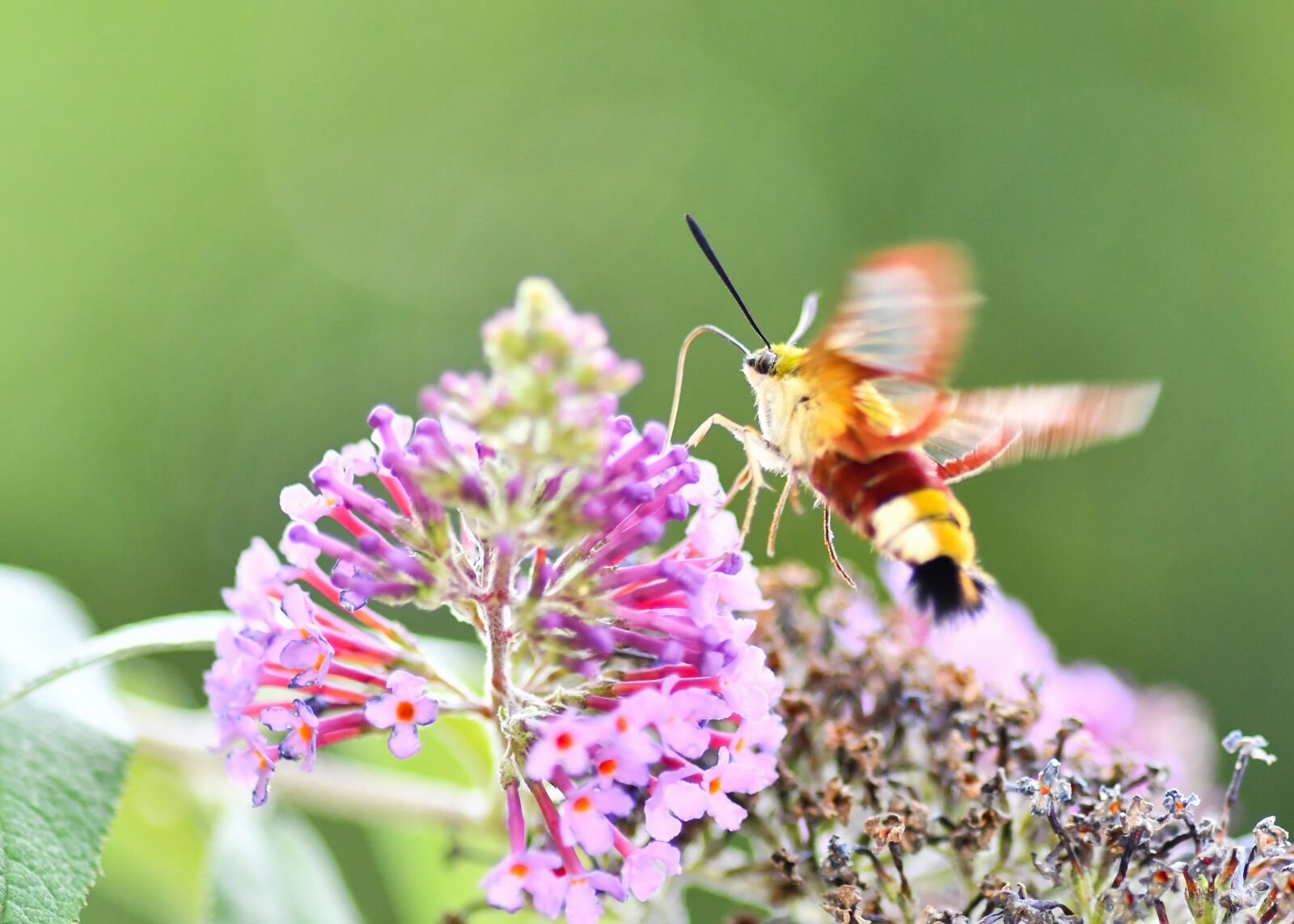 Tokina AT-X Pro 100mm F2.8 Macro sample photo. Butterfly, sphinx hummingbird, insect photography