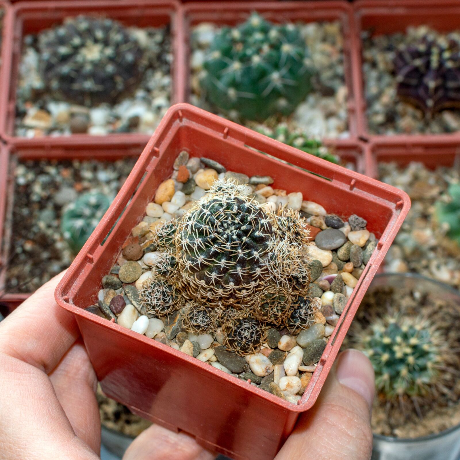 Nikon D3200 sample photo. Lobivia schieliana, lobivi photography