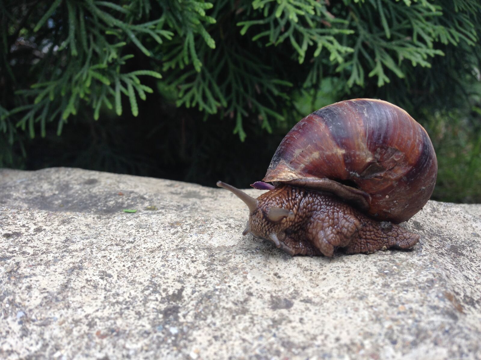 iPhone 5 back camera 4.12mm f/2.4 sample photo. Snail, creeps, slimy photography