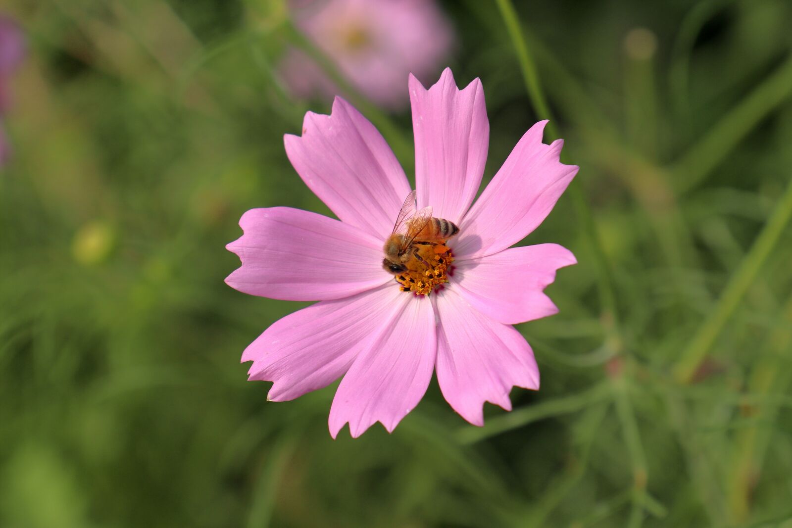 Canon EOS M6 sample photo. Flower, bee, spring photography