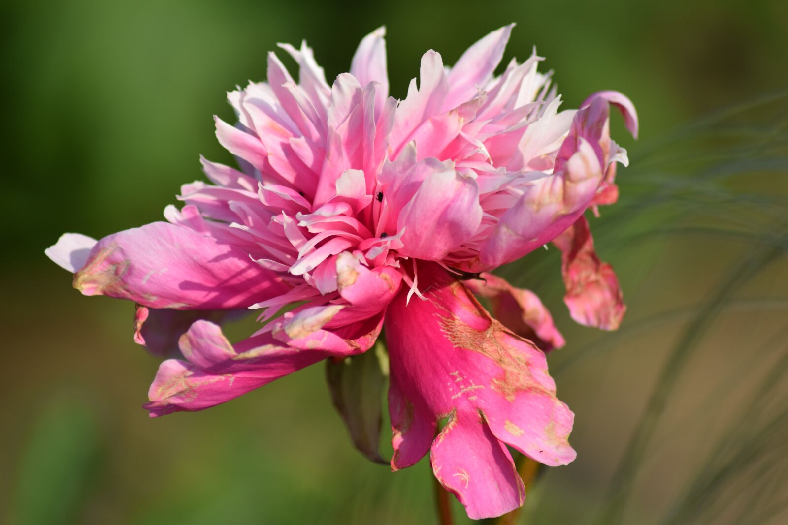 Nikon D3300 sample photo. Flower, summer, nature photography